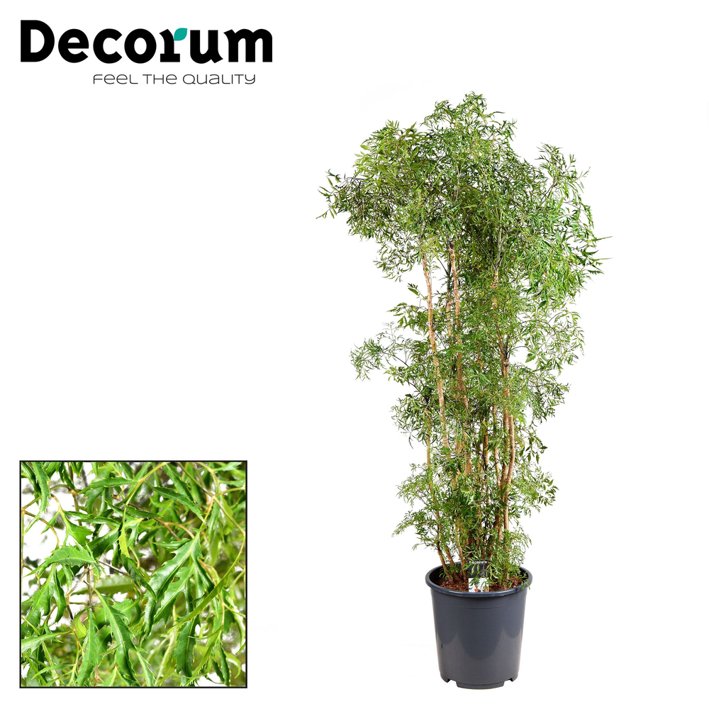 Polyscias Hawaiiana Ming vertakt (Decorum).