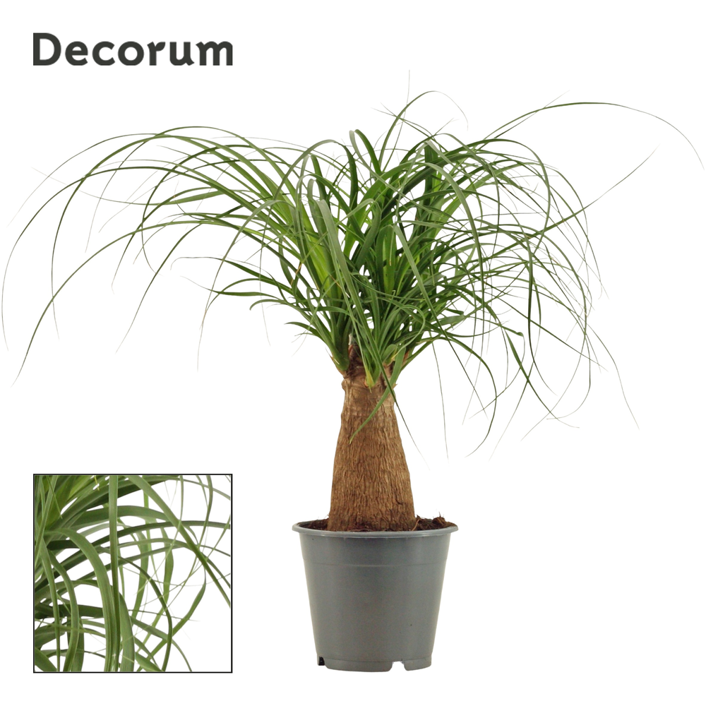Beaucarnea recht 12 cm (Decorum).