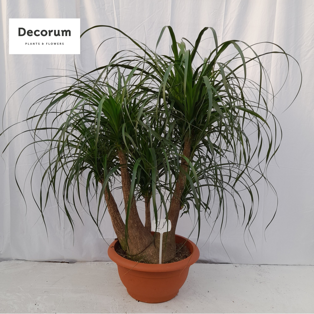 Beaucarnea vertakt op nummer 21.