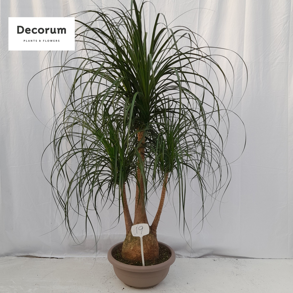 Beaucarnea vertakt op nummer 19.