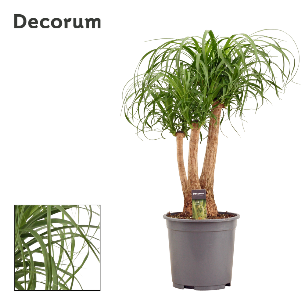 Beaucarnea vertakt 27 cm (Decorum).