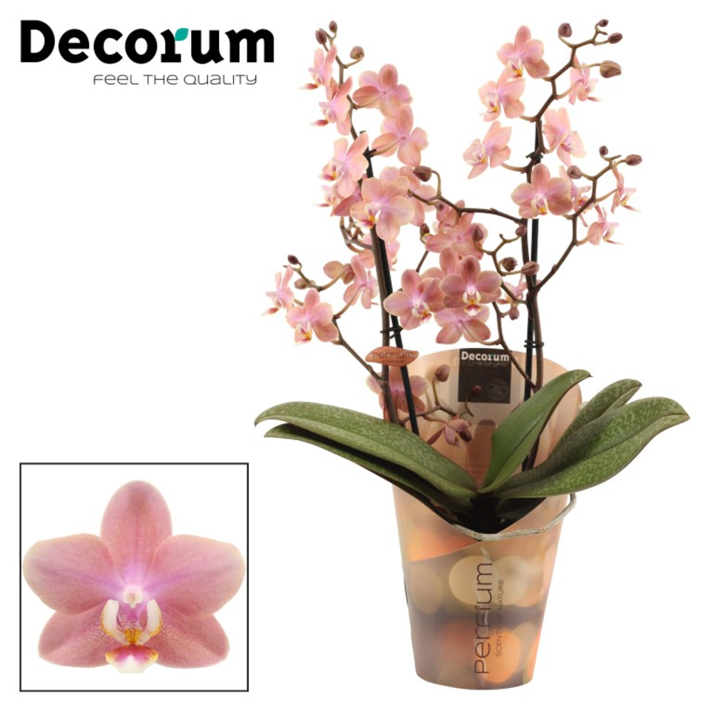 Phalaenopsis perfíum 2+ tak Odorion (Decorum).