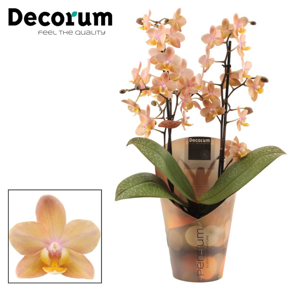 Phalaenopsis perfíum 2+ tak Scention (Decorum).