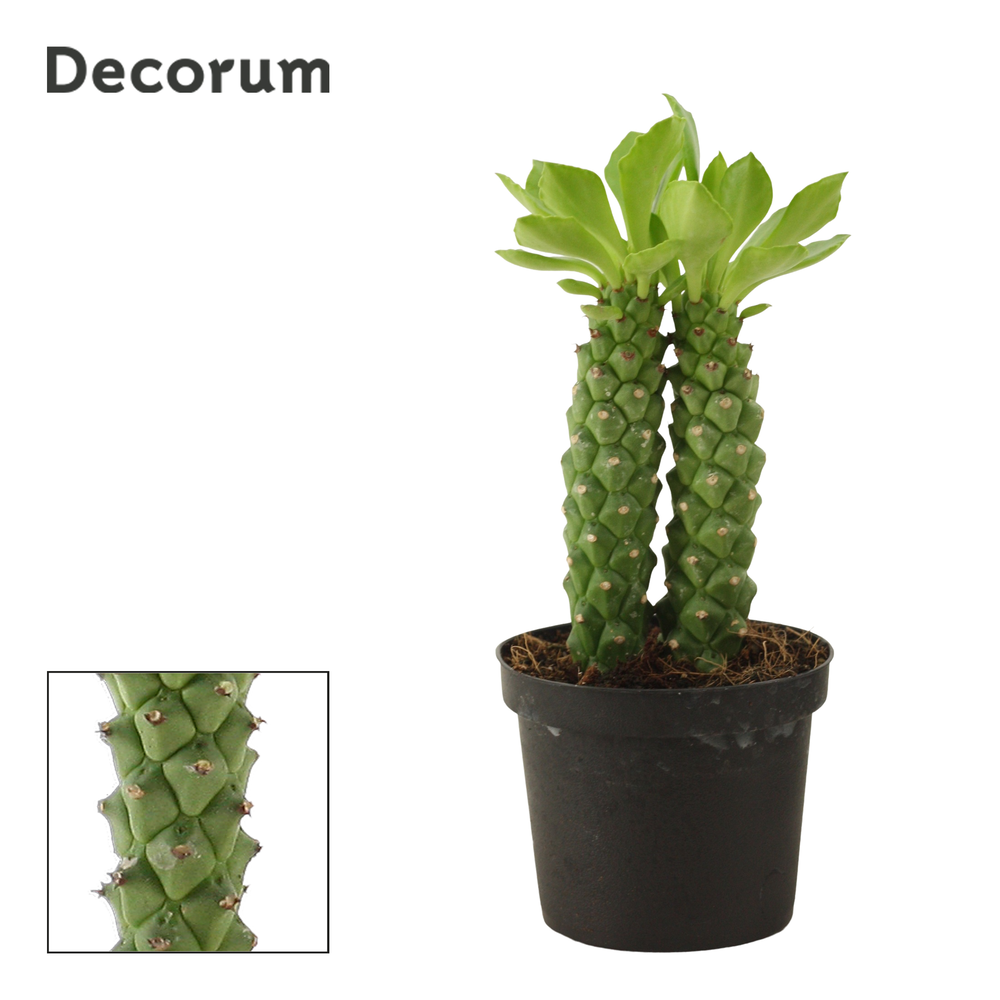 Monadenium Guentheri 9 cm double (Decorum).