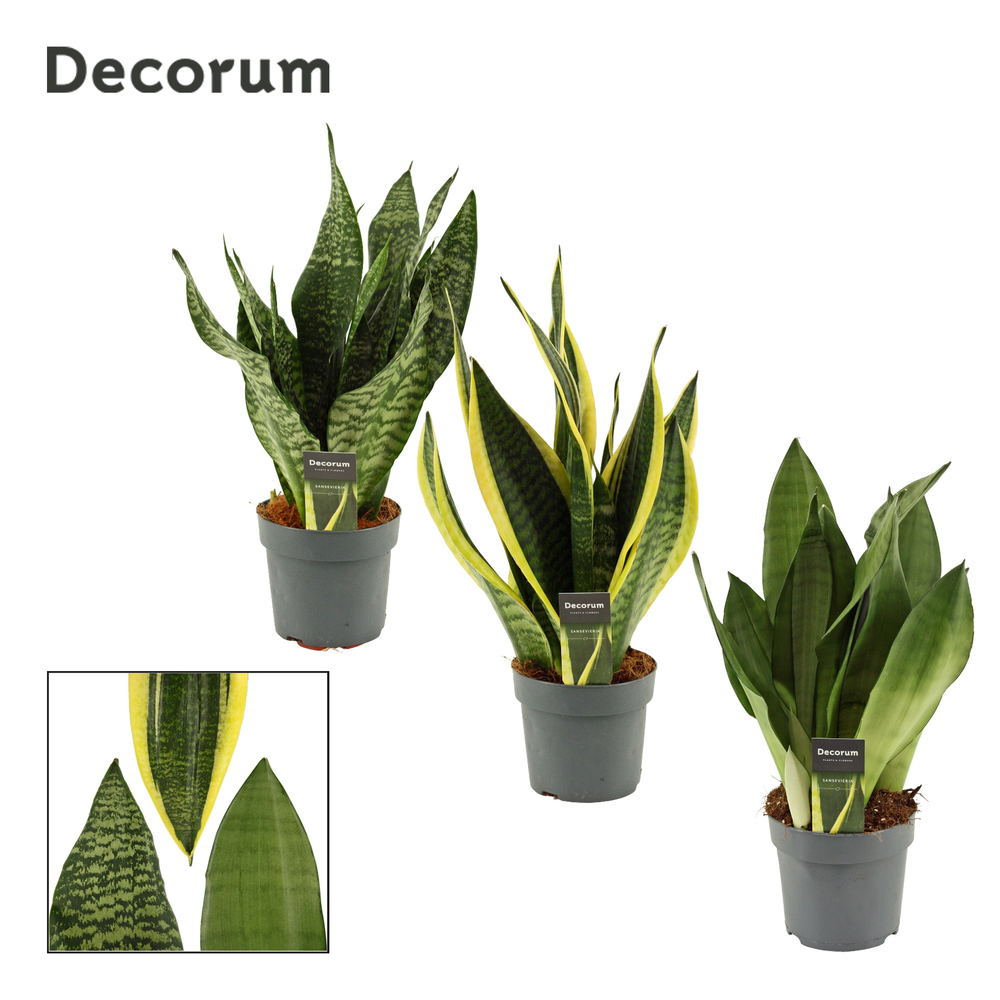 Sansevieria Super mix 14 cm (Decorum).