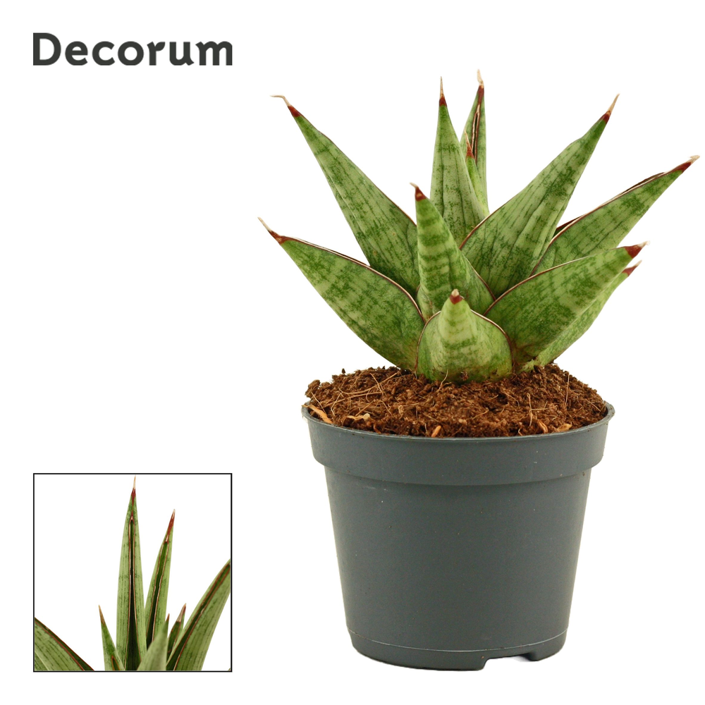 Sansevieria Jewel crown 6 cm (Decorum).