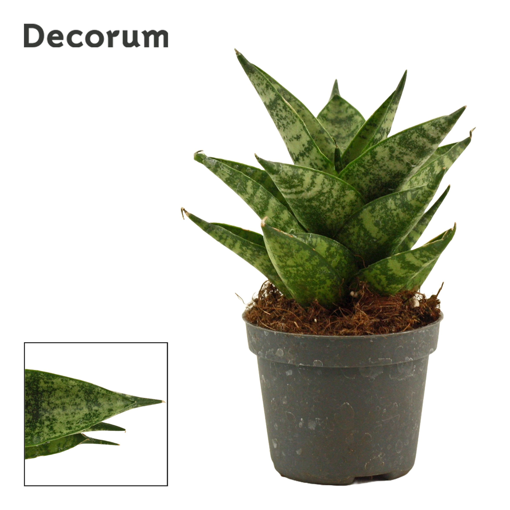 Sansevieria Brilliant crown 6 cm (Decorum).
