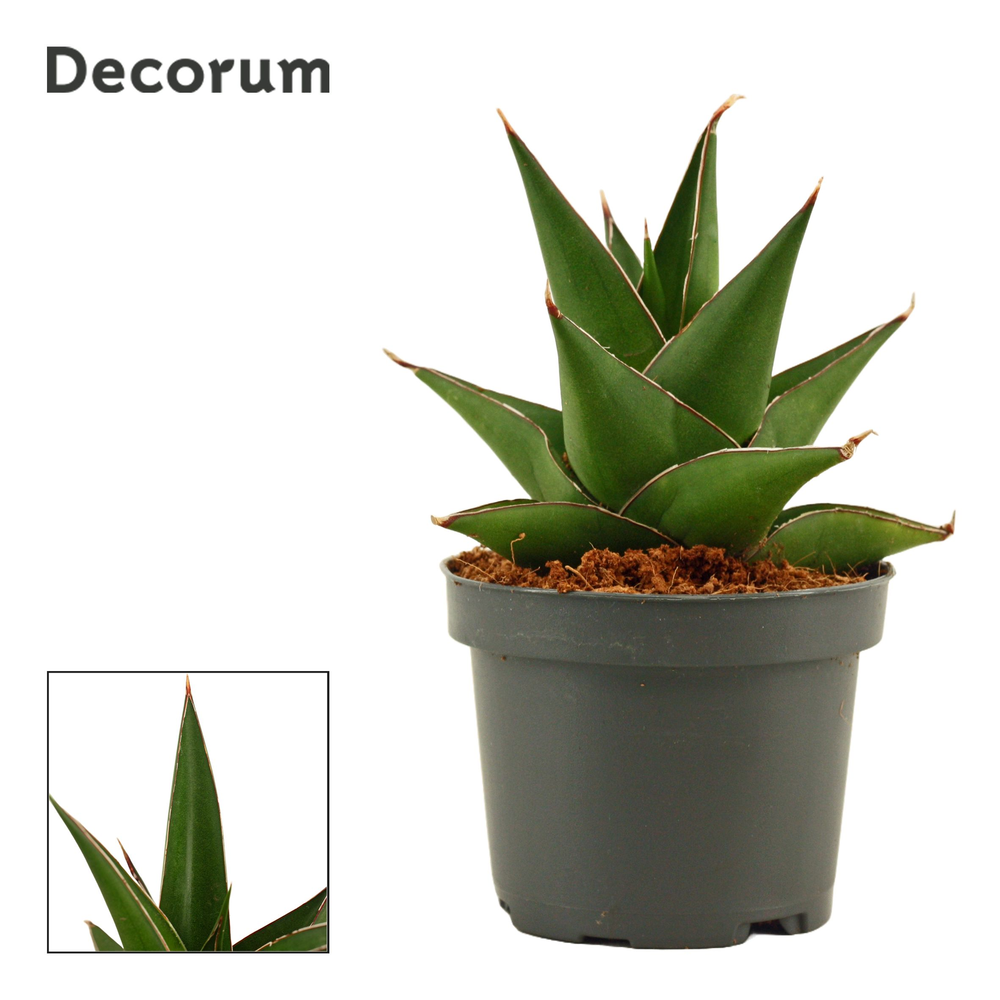 Sansevieria Abbey crown 9 cm (Decorum).