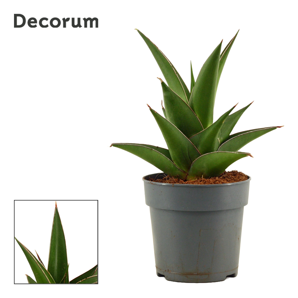 Sansevieria Abbey crown 12 cm (Decorum).