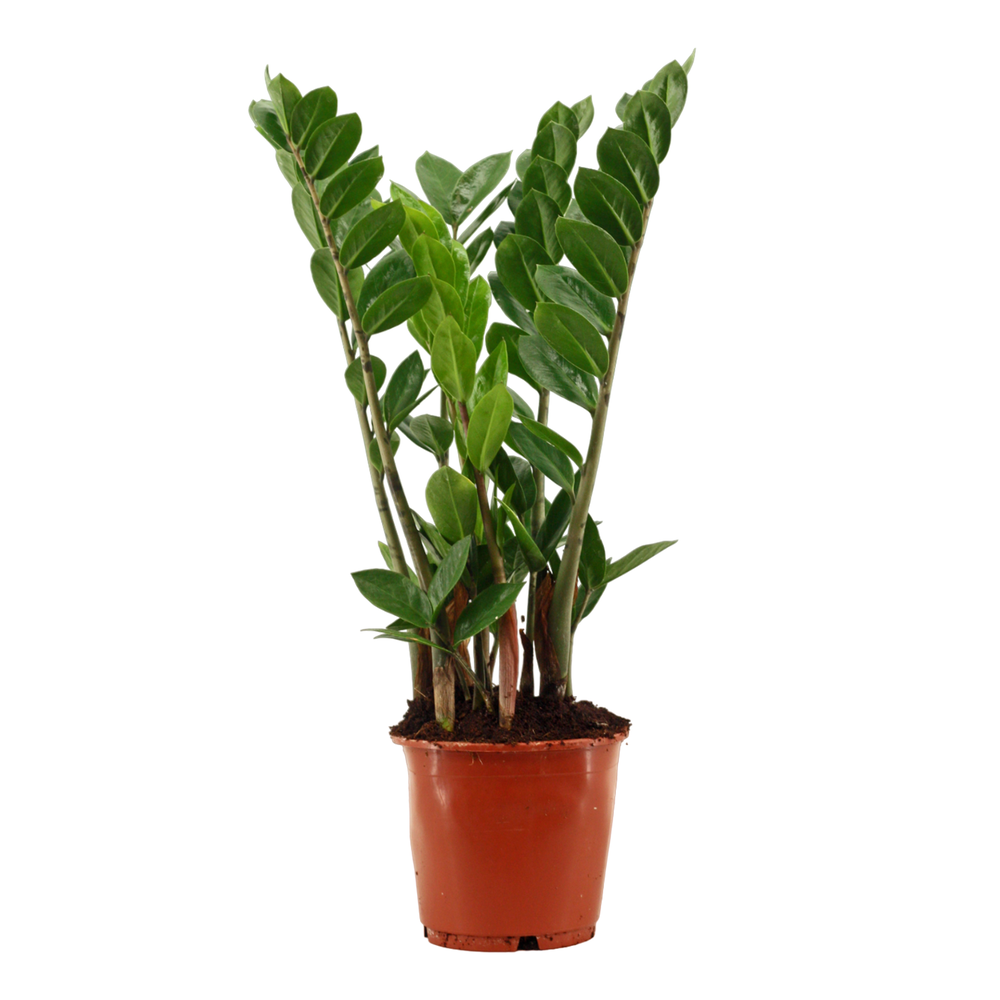 Zamioculcas 14 cm.