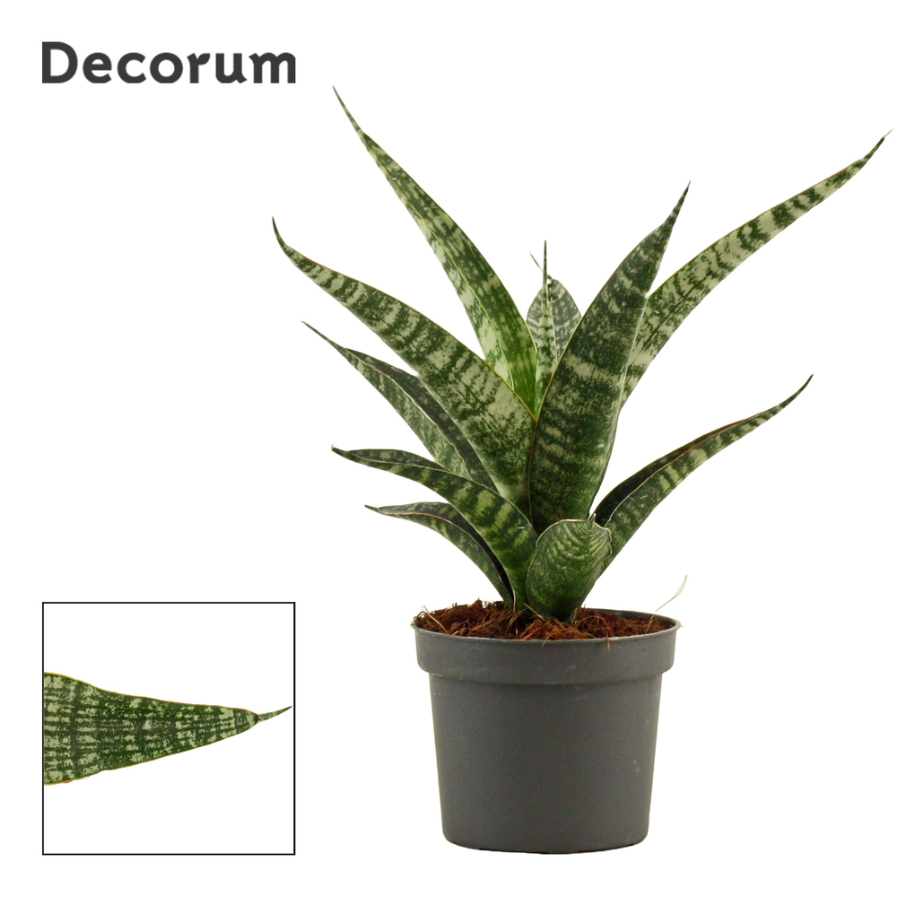 Sansevieria Tiger crown 9 cm (Decorum).