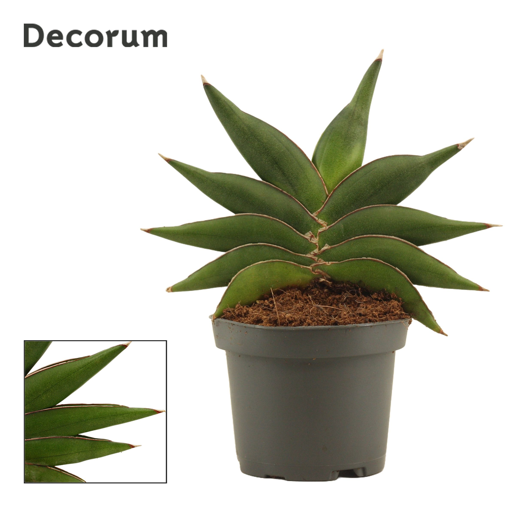 Sansevieria Stylish fan 9 cm (Decorum).