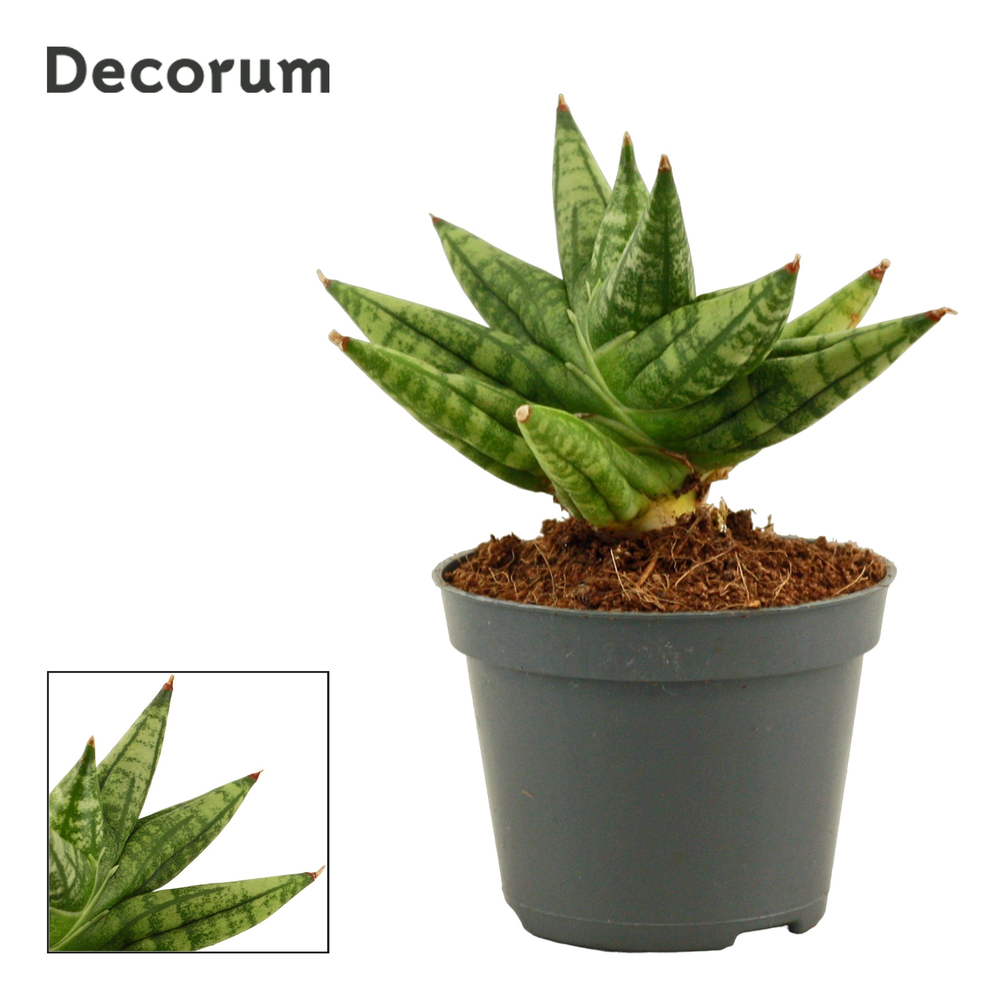 Sansevieria Rocky crown 6 cm (Decorum).