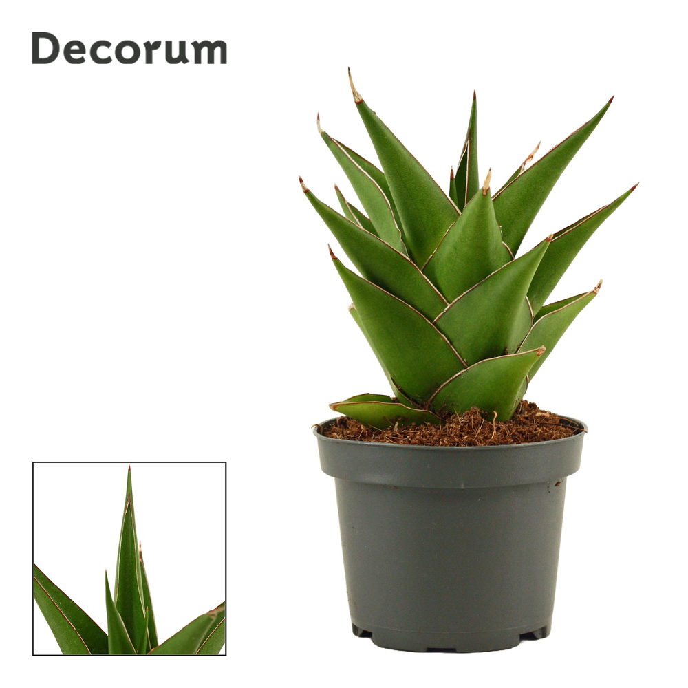Sansevieria Temple crown 9 cm (Decorum).