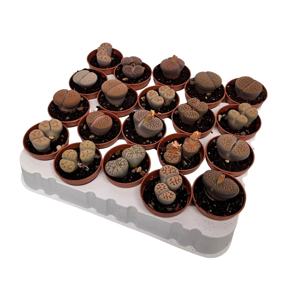 Lithops Sp. (living Stones).