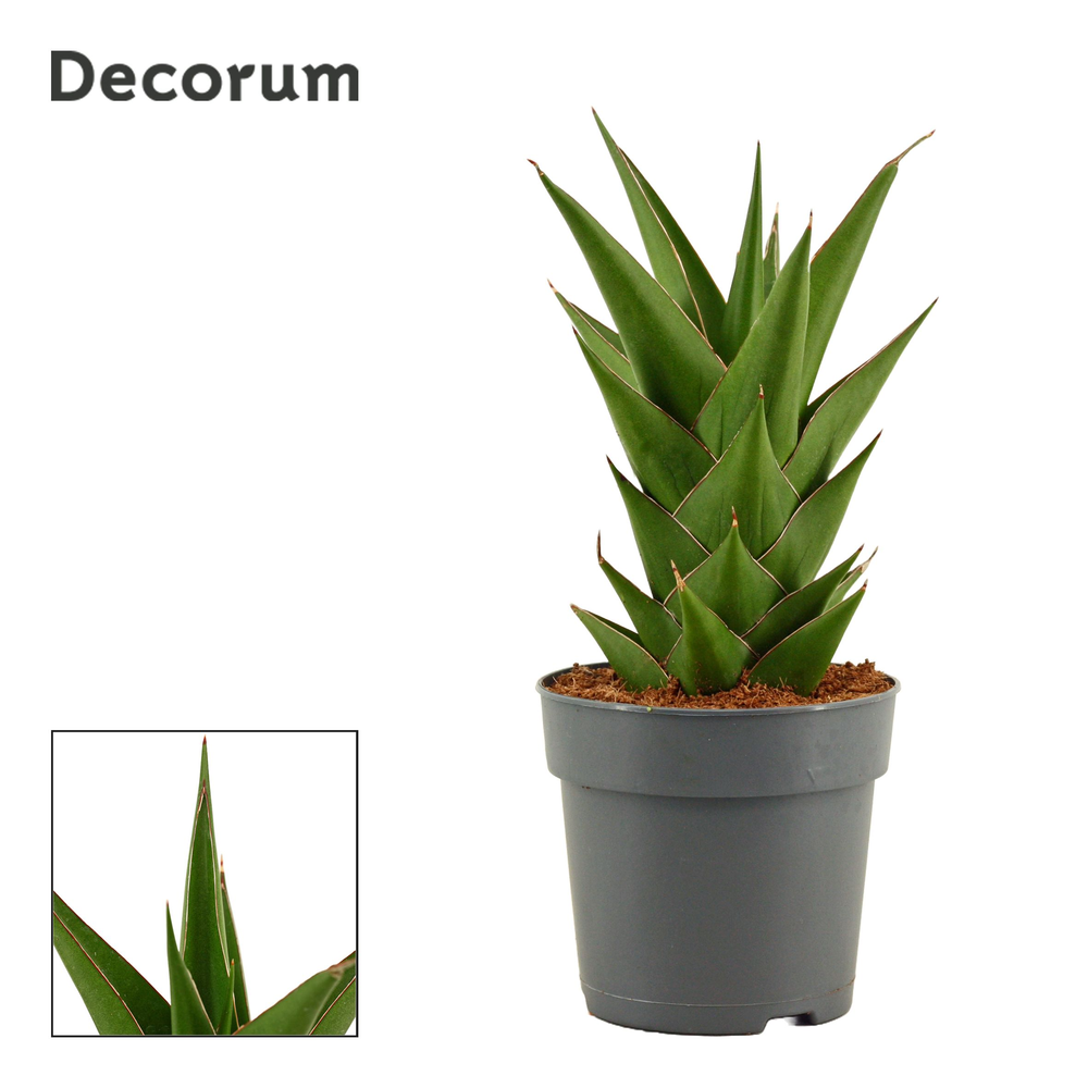 Sansevieria Temple crown 12 cm (Decorum).