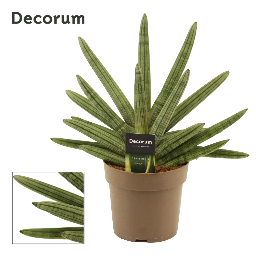 Sansevieria double boncellensis 14 cm (Decorum).