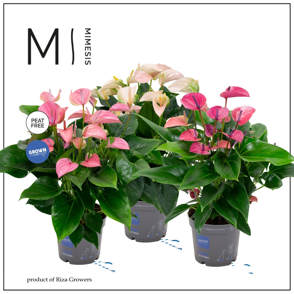 Mimesis Anthurium KARMA Specialty mix - 17 cm.