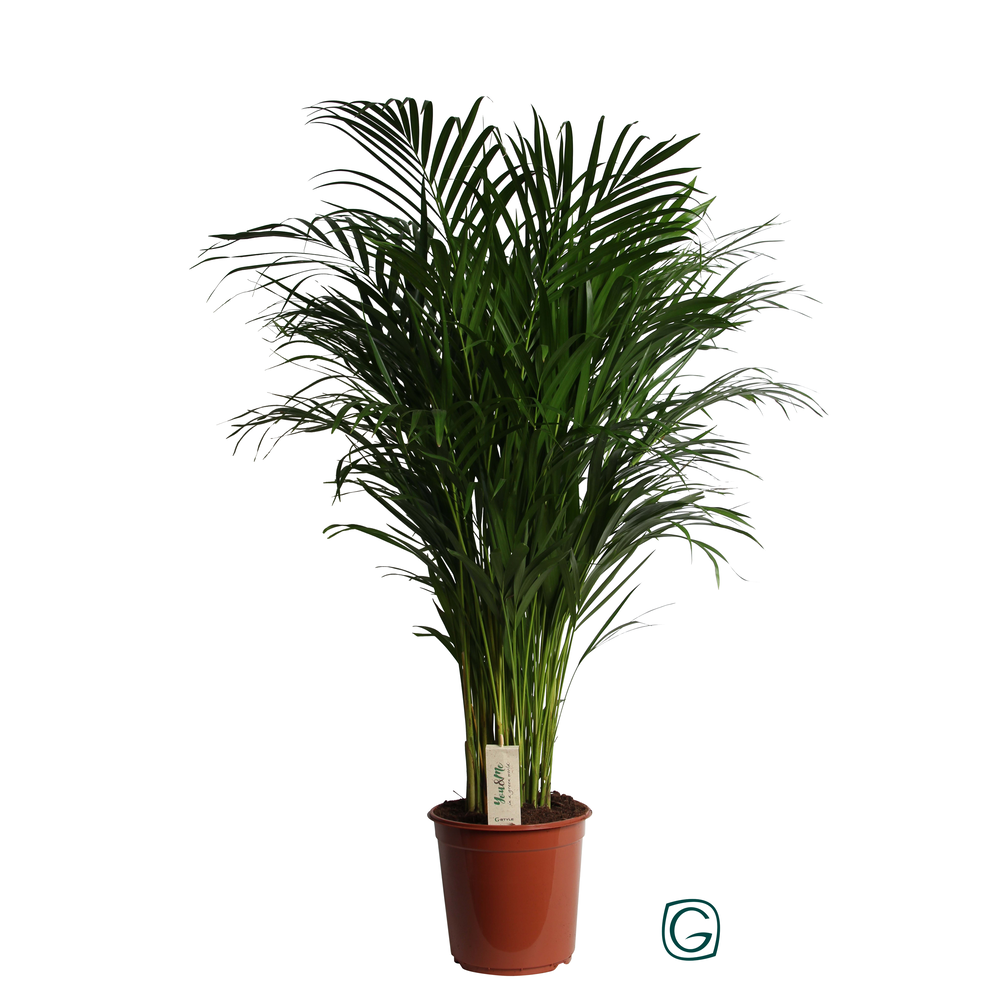 Dypsis Lutescens (Areca) P24 120.