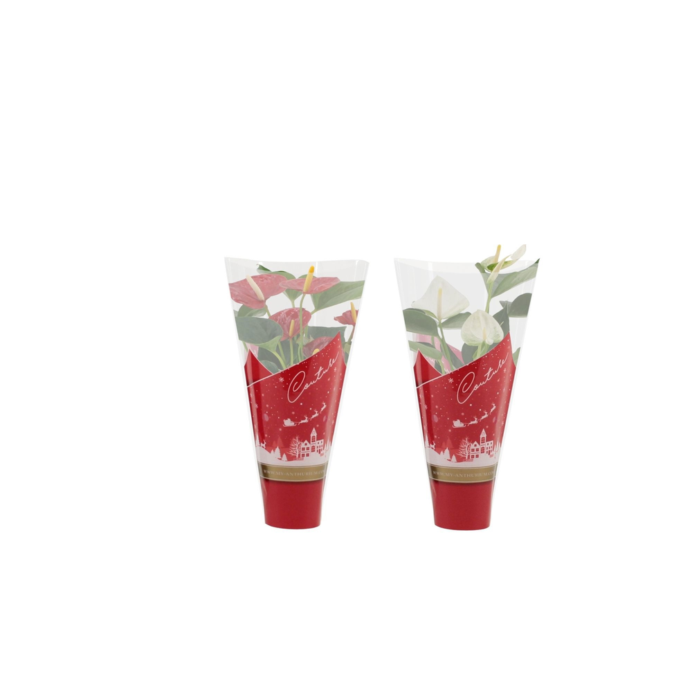 Anthurium Red & White mix in Couture Christmas sle.