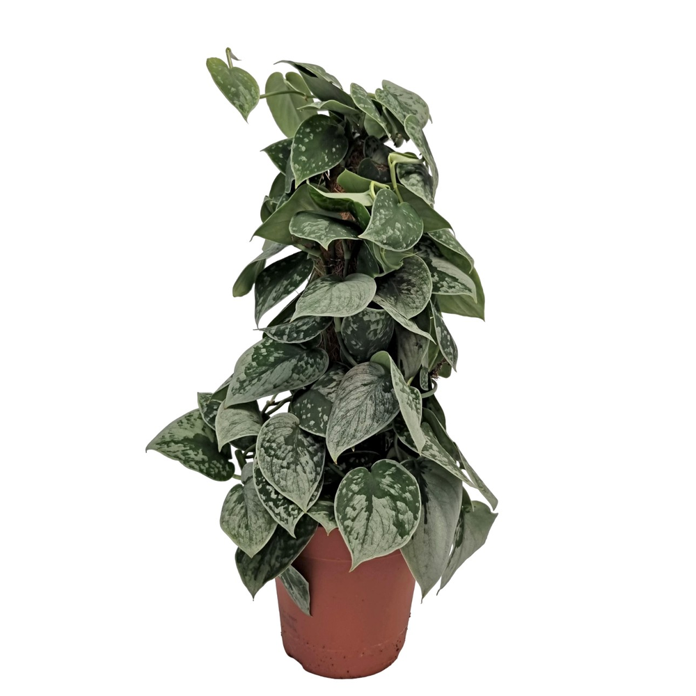 Scindapsus Silvery Ann Mosstok.