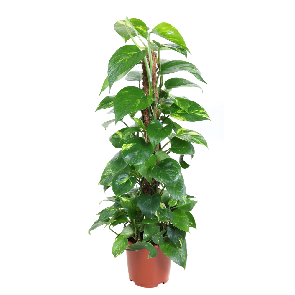 Epipremnum Pinnatum Kratiste P19.