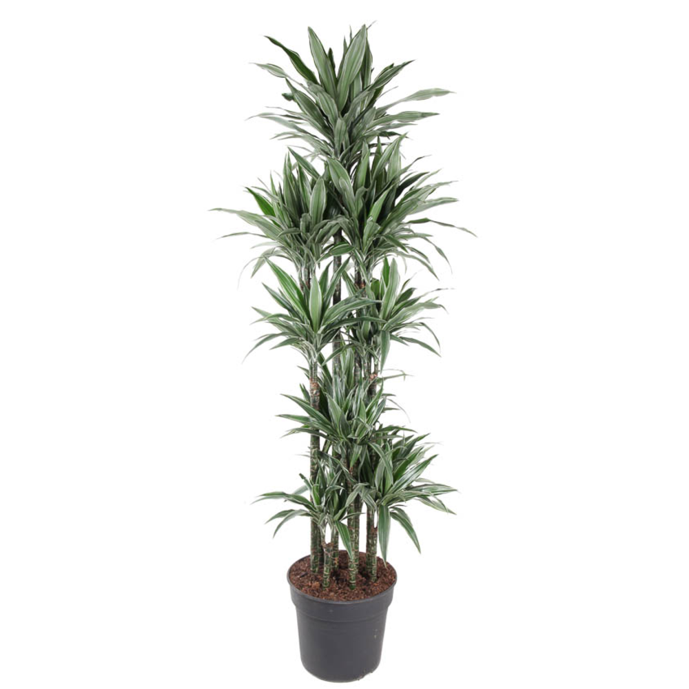 Dracaena Warneckei 150-carrousel.