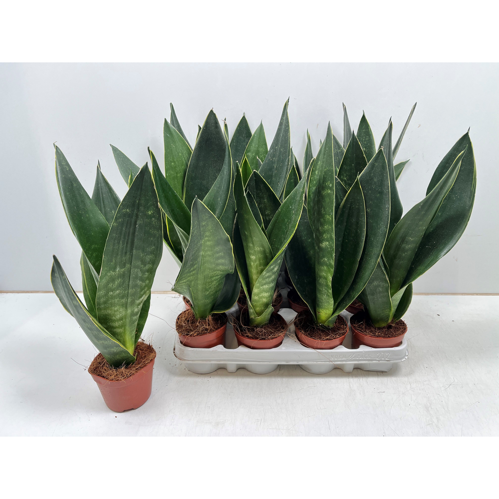 Sansevieria Dark Diamond.