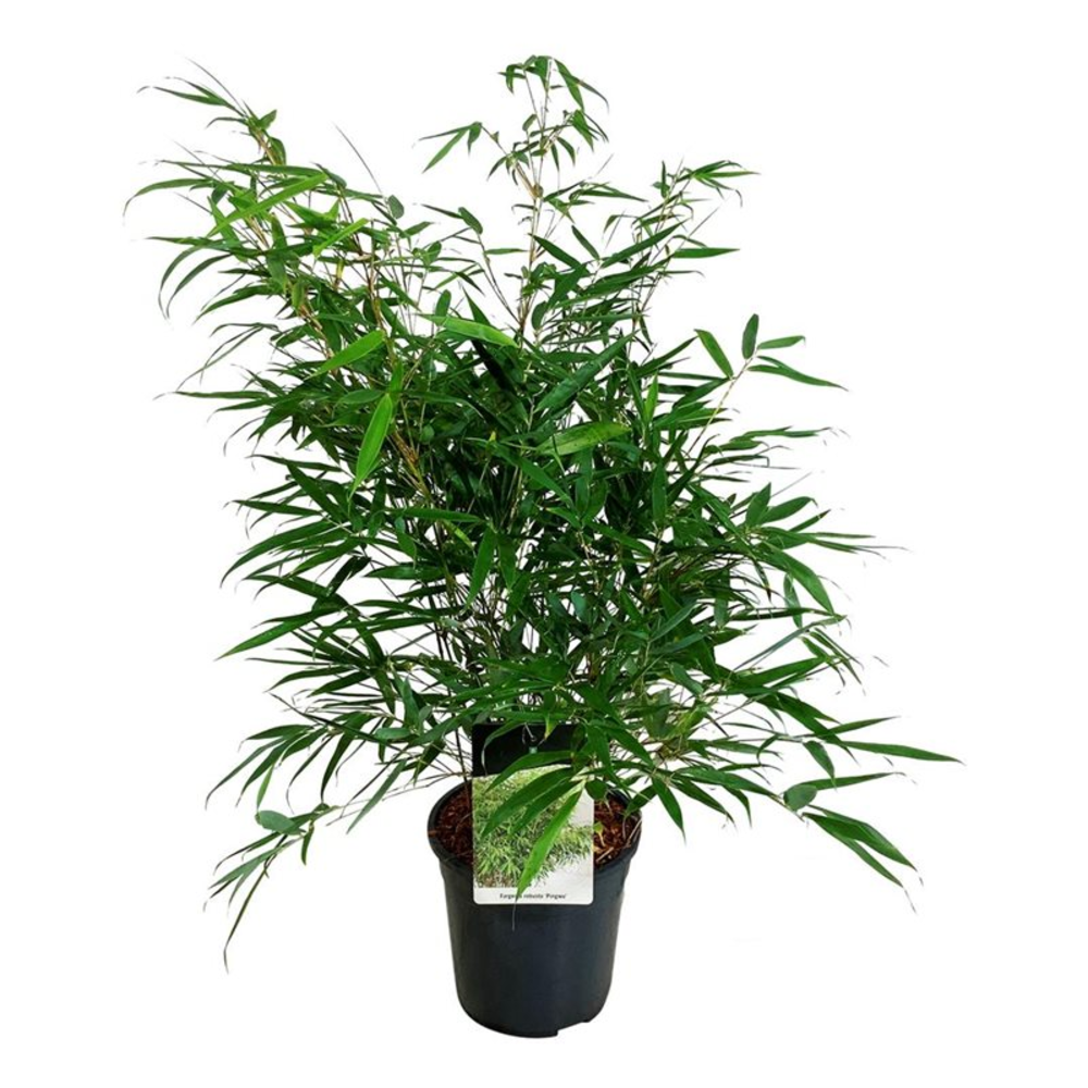 Fargesia robusta 'Pingwu'.