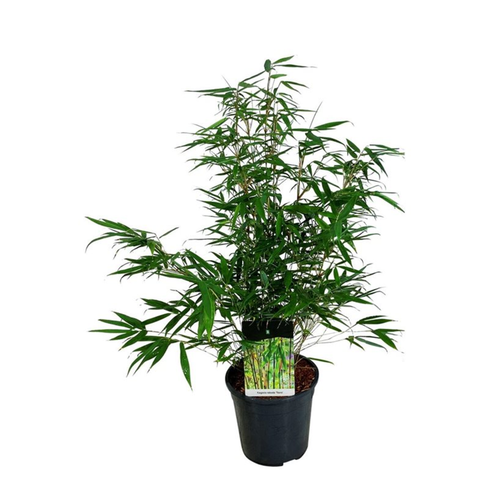 Fargesia robusta 'Tauro'.