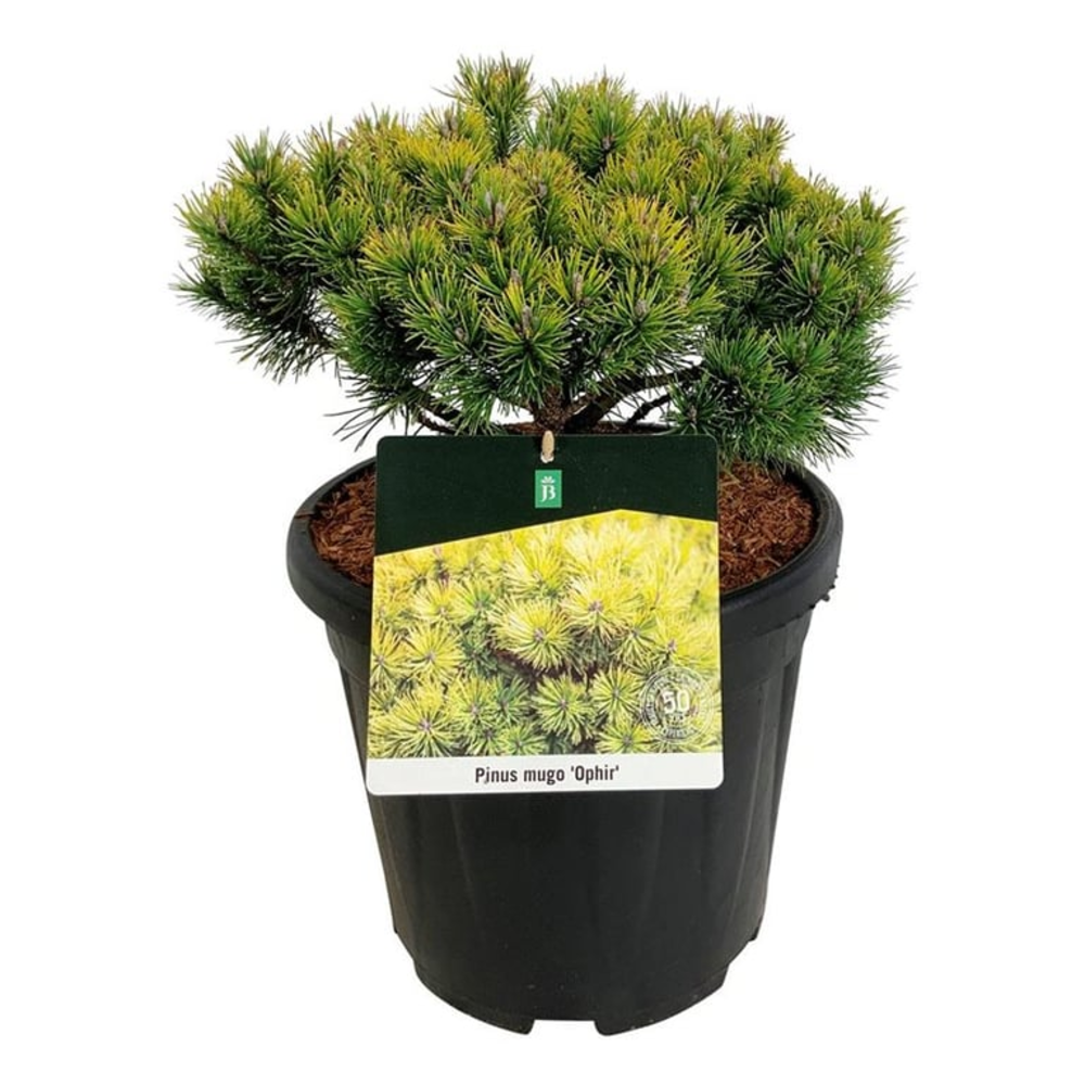 Pinus mugo 'Ophir'.