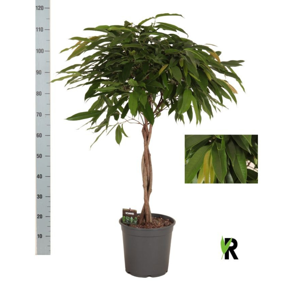 Ficus binnendijkii Amstel King gevlochten stam.