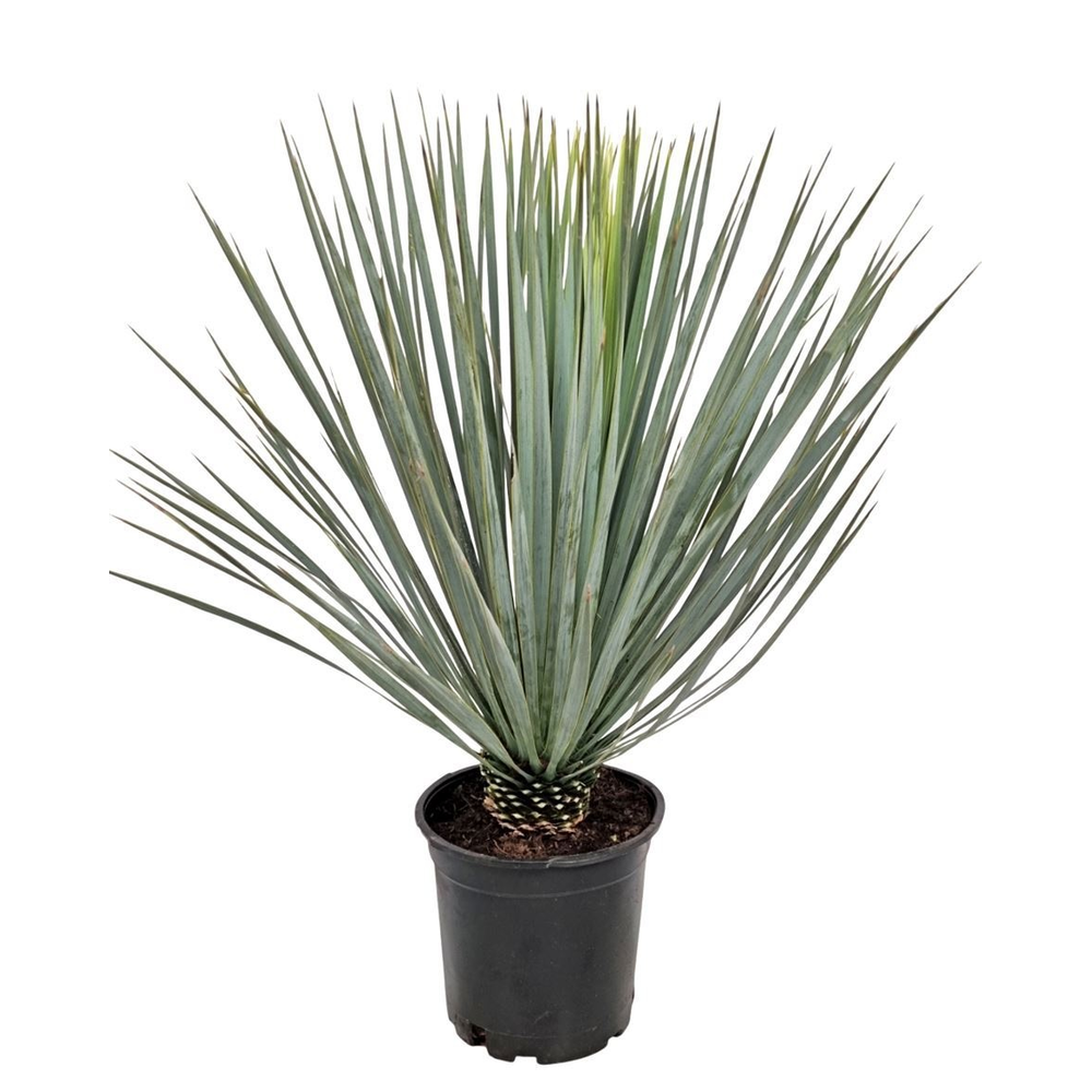 Yucca Rostrata.