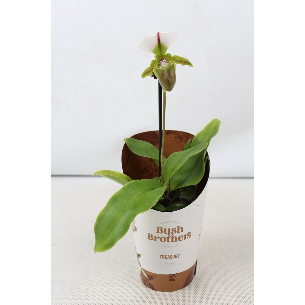 Paphiopedilum Spicerianum 1 tak 9 cm.