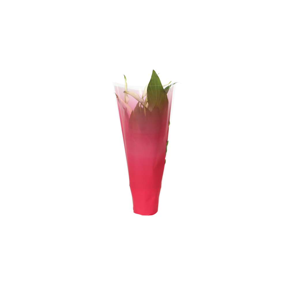 KP-794.1 RD - Spathiphyllum 9cm in rode hoes.