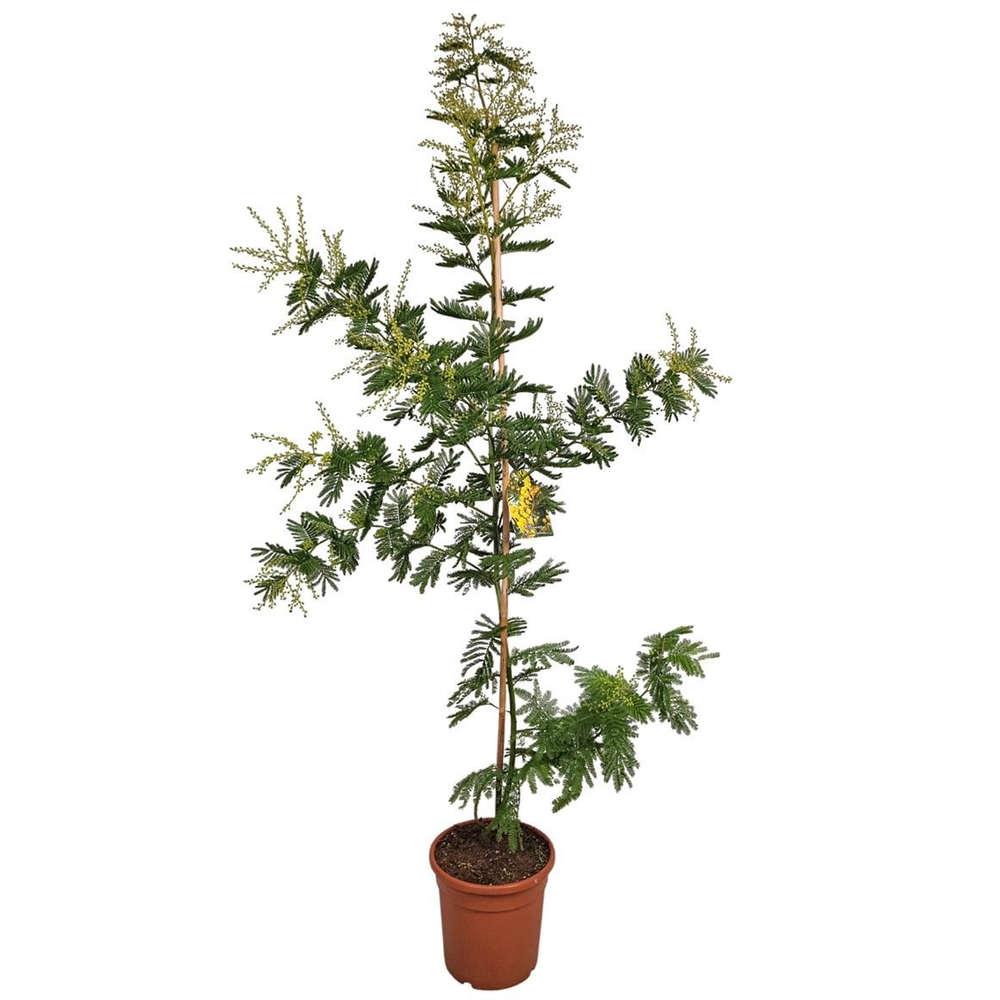 Acacia Mimosa Daelbata On Stick.