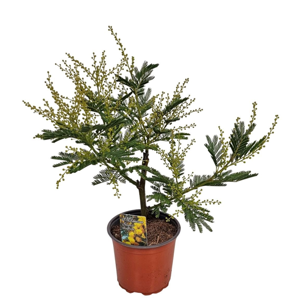 Acacia Mimosa Daelbata Bush.
