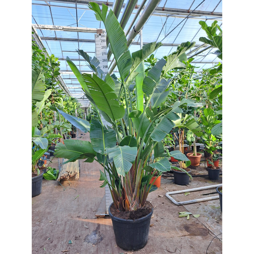 Strelitzia Nicolai 300.