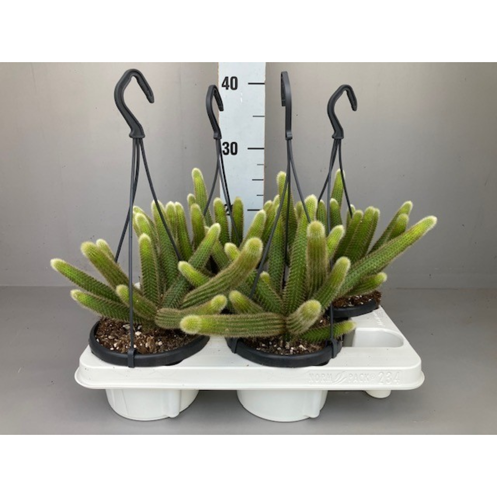 Hildewintera aureispina.