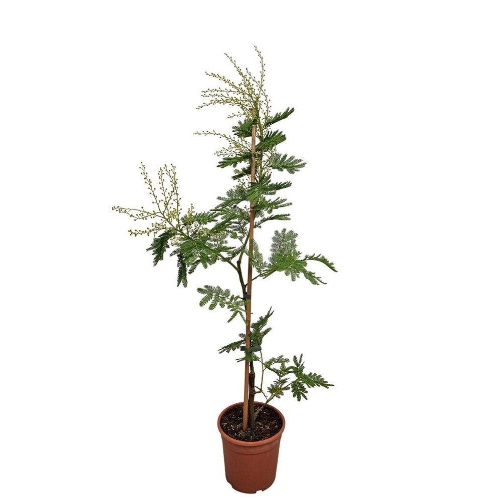 Acacia Mimosa Daelbata Stick.