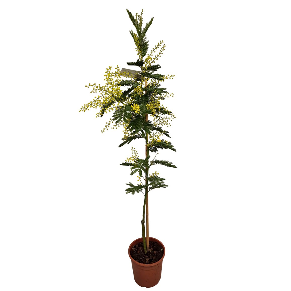 Acacia Mimosa Daelbata Stick.