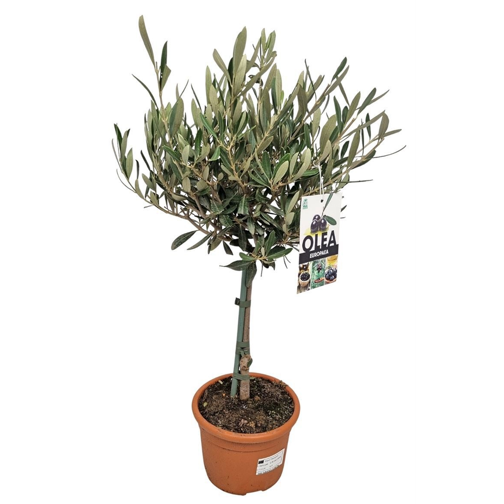 Olea Europaea Stem - 1241.