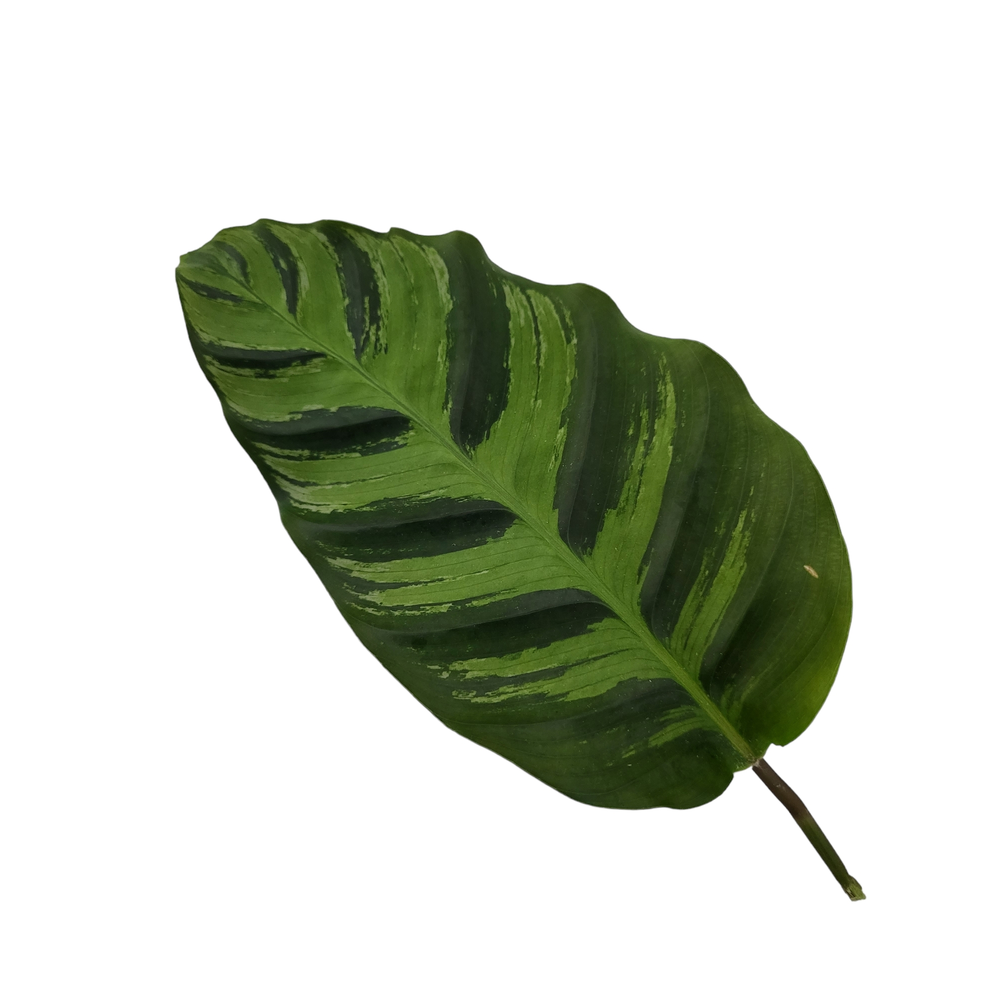 Calathea 12cm Greenstar Rhythm of Nature.
