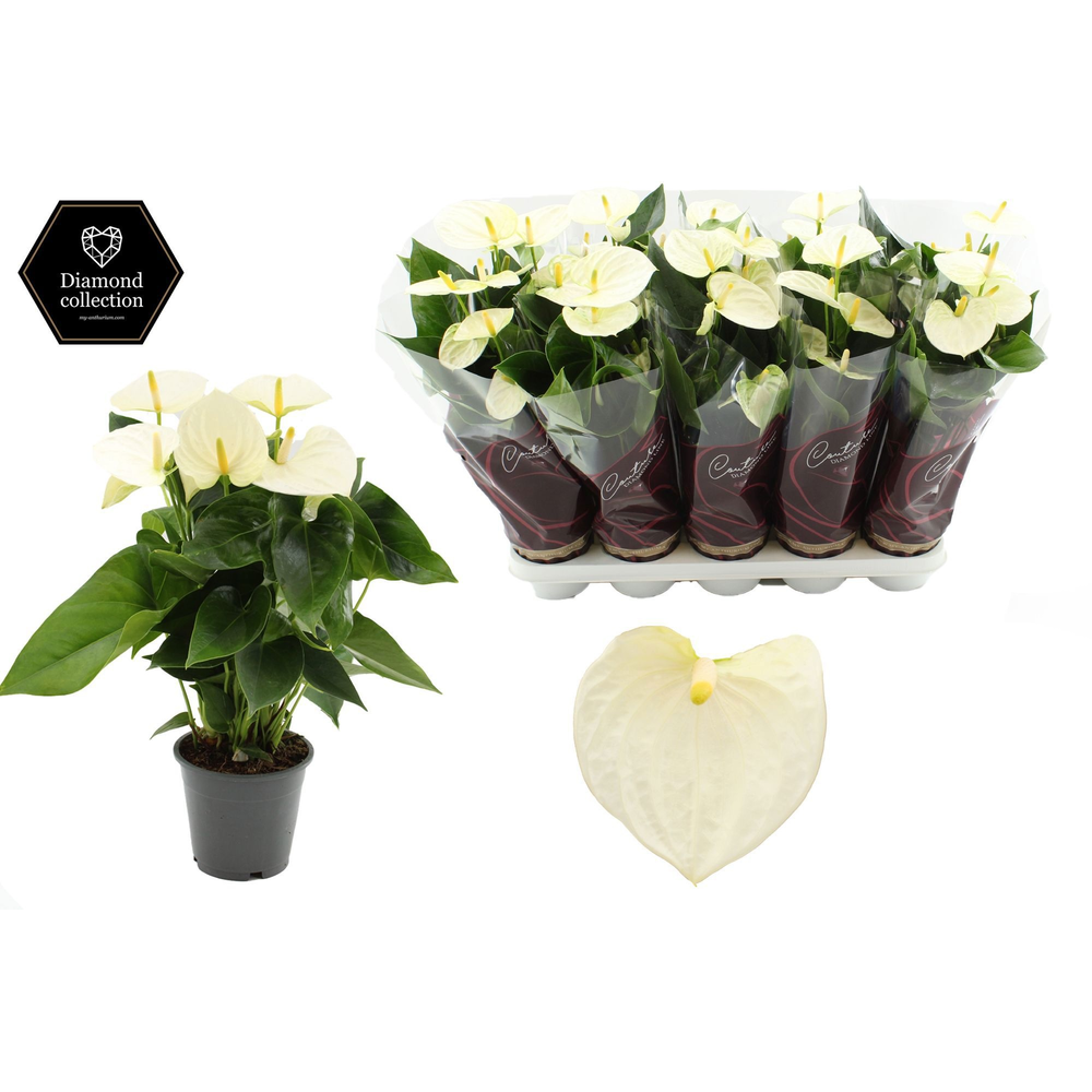 Anthurium 12 cm Cocos in Couture Diamond Line Purp.