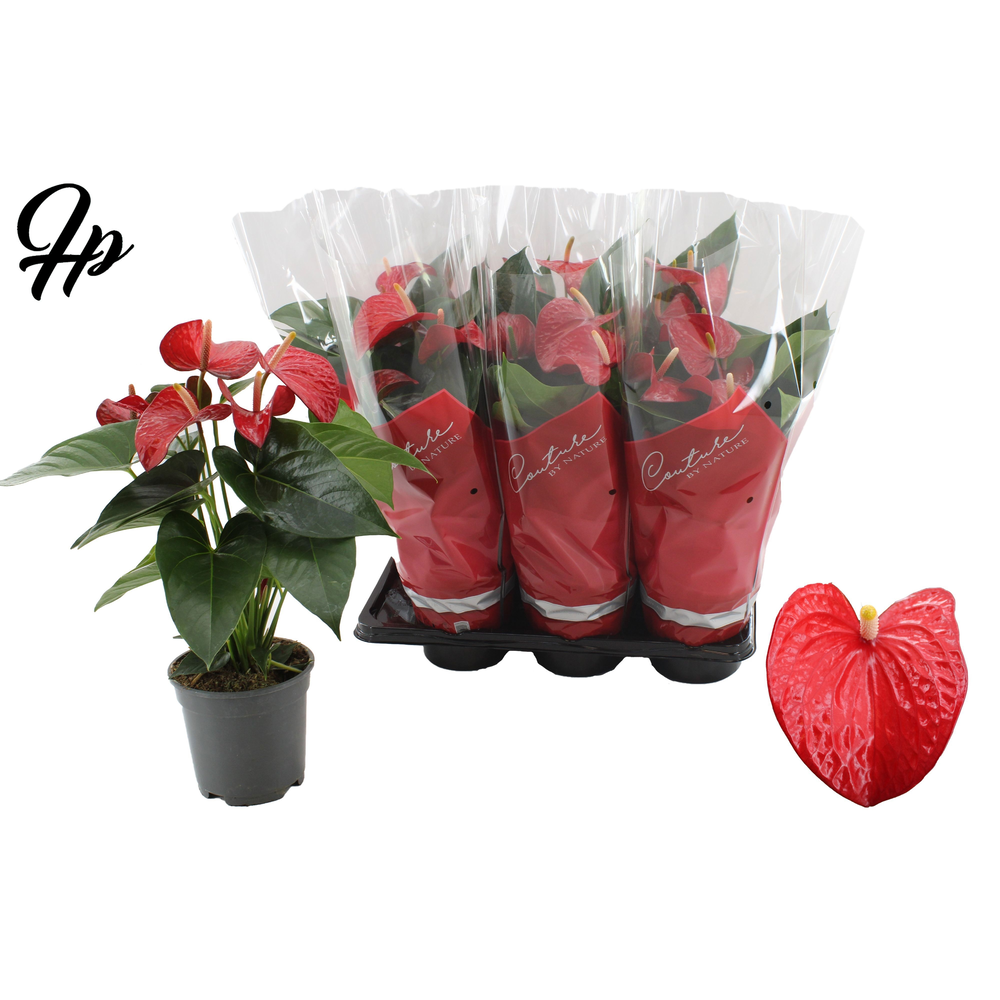 Anthurium Red Bull in Couture sleeve.