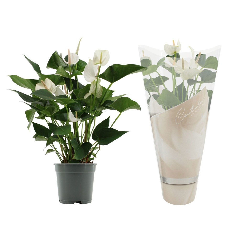 Anthurium 17 cm White Winner in Couture sleeve.