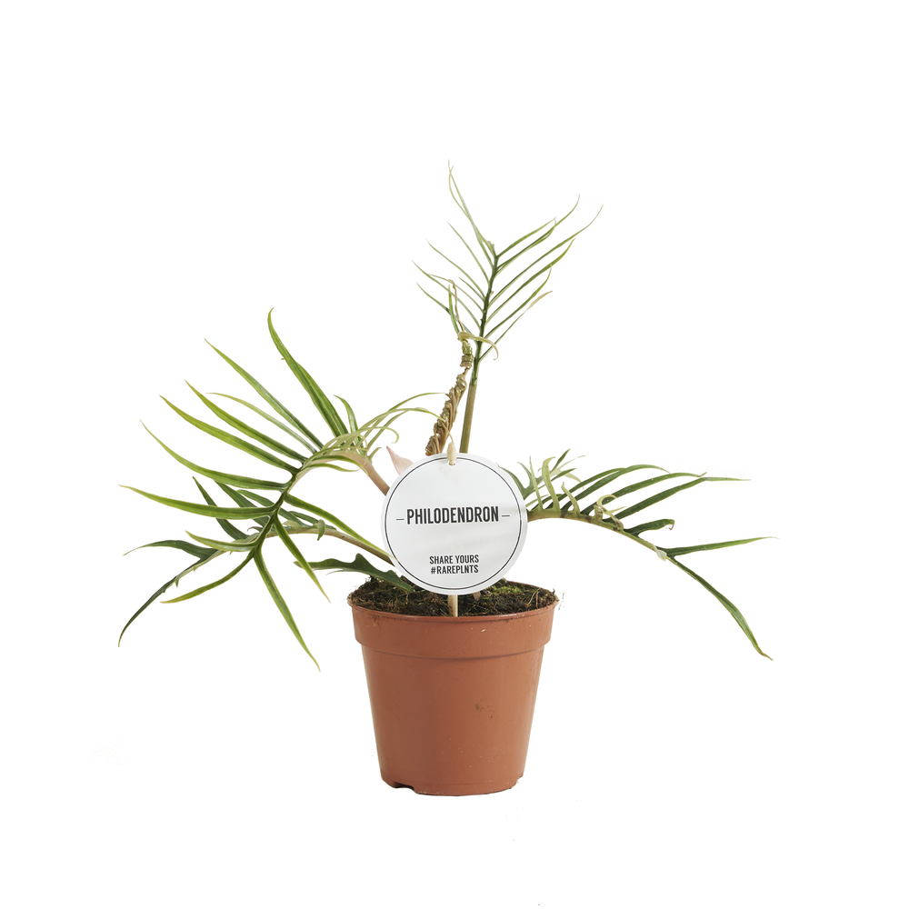 Philodendron Tortum.