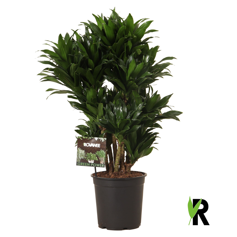 Dracaena frag. Compacta vertakt.