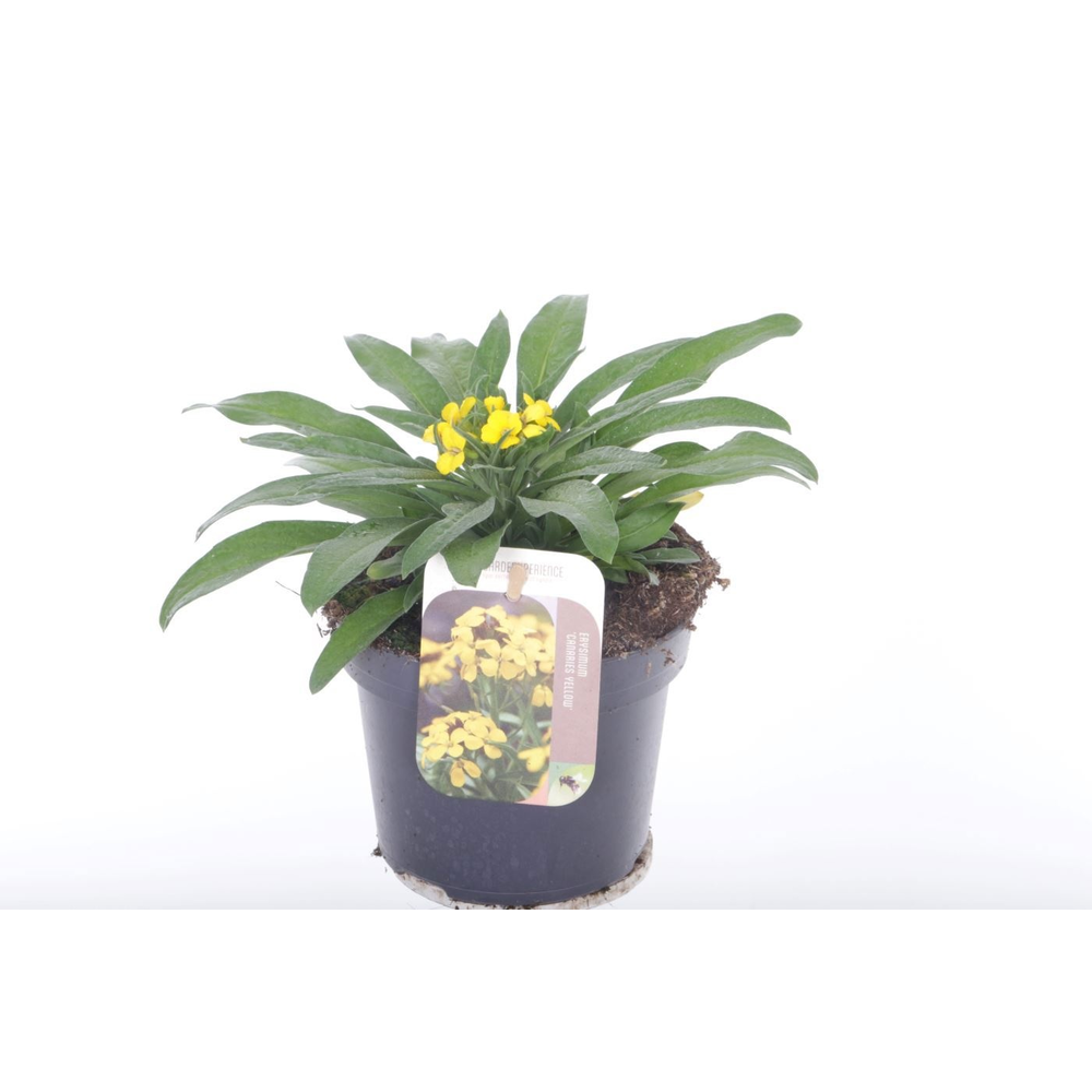 Erysimum Canaries Yellow.