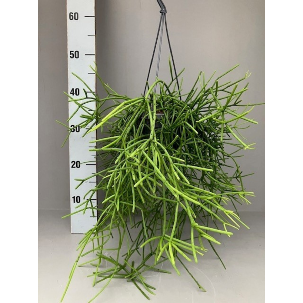 Rhipsalis prismatica grof.